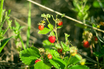 Fototapeta premium Ripe wild strawberries