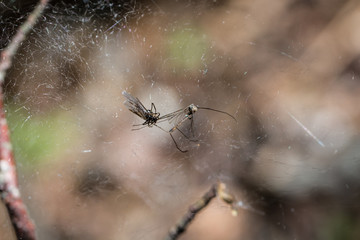 insects trapped in a spider web