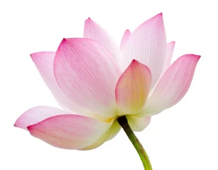 Foto op Canvas geïsoleerde lotus © ChenPG