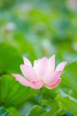 Lotus flower