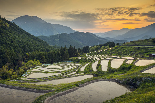 Rice Terraces in Kumano, Japan