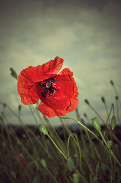 Poppy