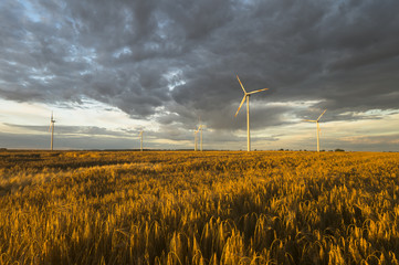 Wind generators turbines on sunset summer landscape