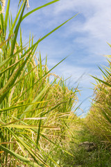 Rural scenery with golden paddy