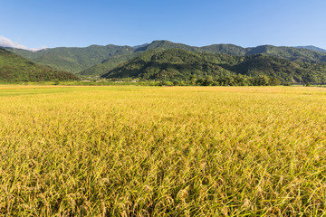 Landscape of paddy farm