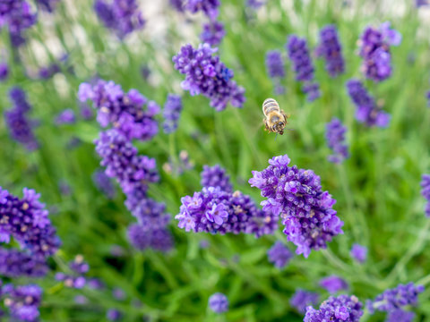 Fototapeta Bed of lavender