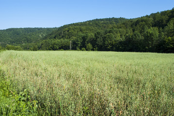 Fototapeta premium Meadow, Hills and Sky