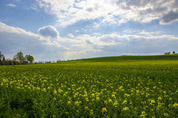 Blooming field of yellow rapeseed