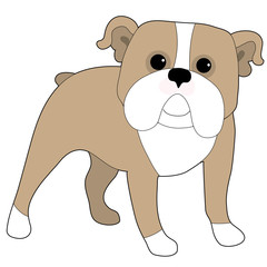 English Bulldog