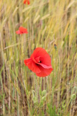 Red Poppy in Cornfield