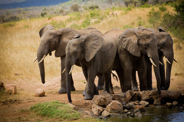 Fototapeta premium African elephants