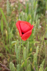 Red Poppy in Cornfield.