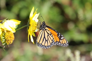 Monarch Butterfly (danaus plexippus) on Woodland Sunflowers