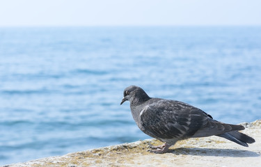 A pigeon