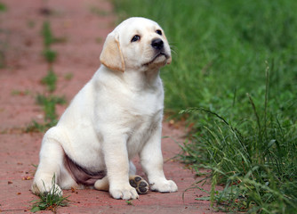 yellow labrador puppy portrait close up