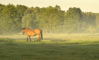 Pasący się koń na zamglonej łące,Polska