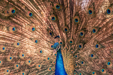 Obraz premium Peacock