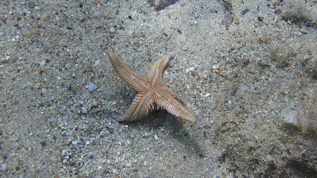 Underwater footage of a Starfish turning over