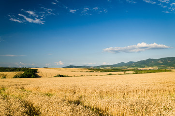 Fototapeta premium wheat land background