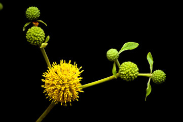 Bouquet of yellow flowers