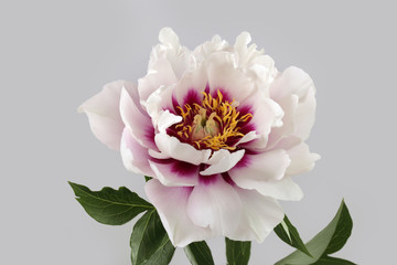 peony varieties Cora Louise  isolated on gray background