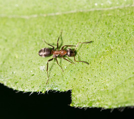 ant in nature. macro
