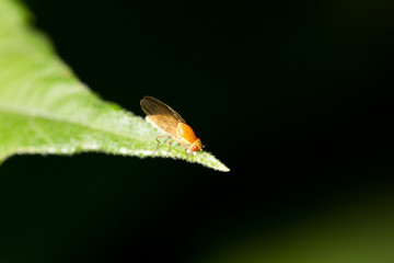 yellow fly on nature. macro