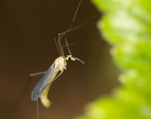 mosquito in nature. macro