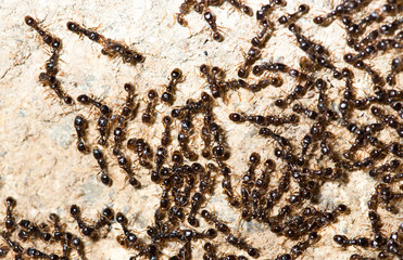 thousands of black ants on stony ground