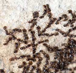 thousands of black ants on stony ground