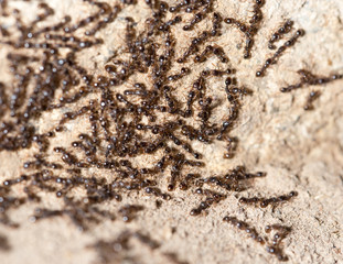 thousands of black ants on stony ground