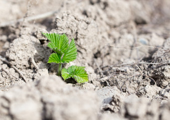 beautiful sprout raspberries