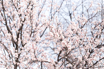 flowers on a tree in spring