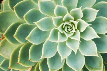Kalanchoe - Rose of desert