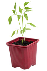 Growing chilli peppers