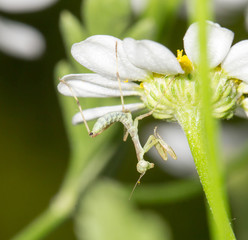 mantis on flower. macro
