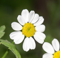Fototapeta premium beautiful daisy flowers in nature
