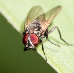 Fly on the grass