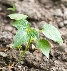 young plant in the ground pepper