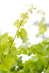 young branches of grapes on nature