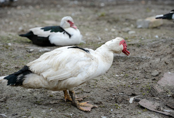 Muscovy Duck in the farm