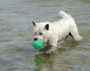 West Highland White Terrier
