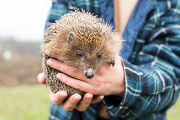 hedgehog in the hands of