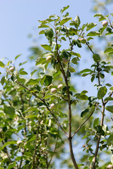 Fototapeta na wymiar young branches of an apple-tree in nature