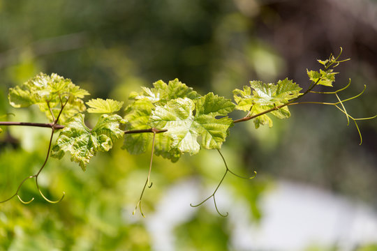young branches of grapes