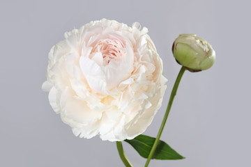 peony varieties Solange isolated on gray background