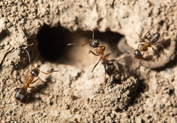 ant in nature. macro