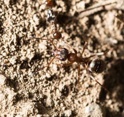 ant in nature. macro