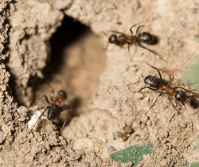 ant in nature. macro