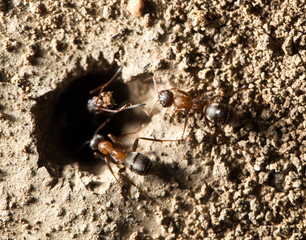 ant in nature. macro